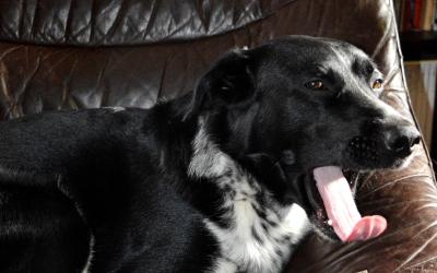 Lupin ve svém oblíbeném křesle před knihovnou a na obálce únorového Čtenáře čtenář ve svém oblíbeném křesle před knihovnou