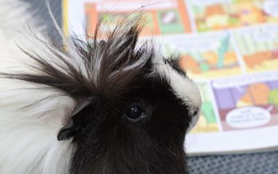 Morčata v akci_píše Klára Smolíková_kreslí Ester Kuchynková